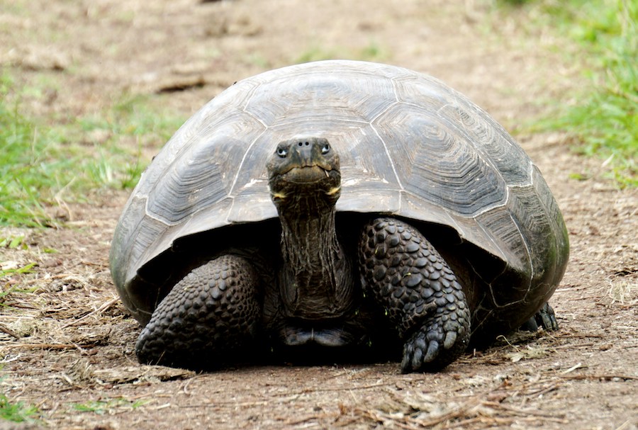 Your first colleague, a turtle.