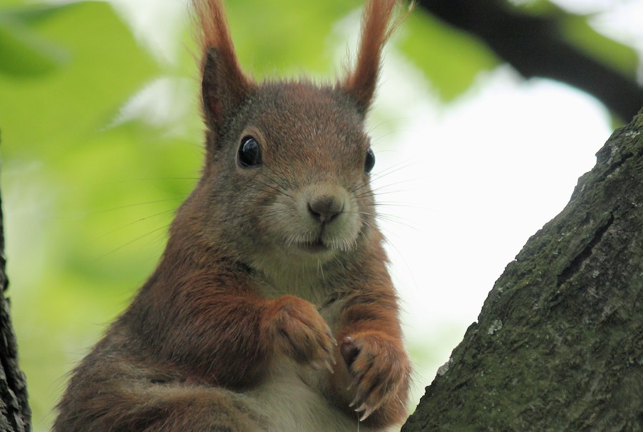 Your second colleague, a squirrel.