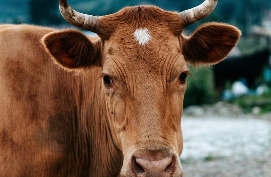 Your third colleague, a cow.