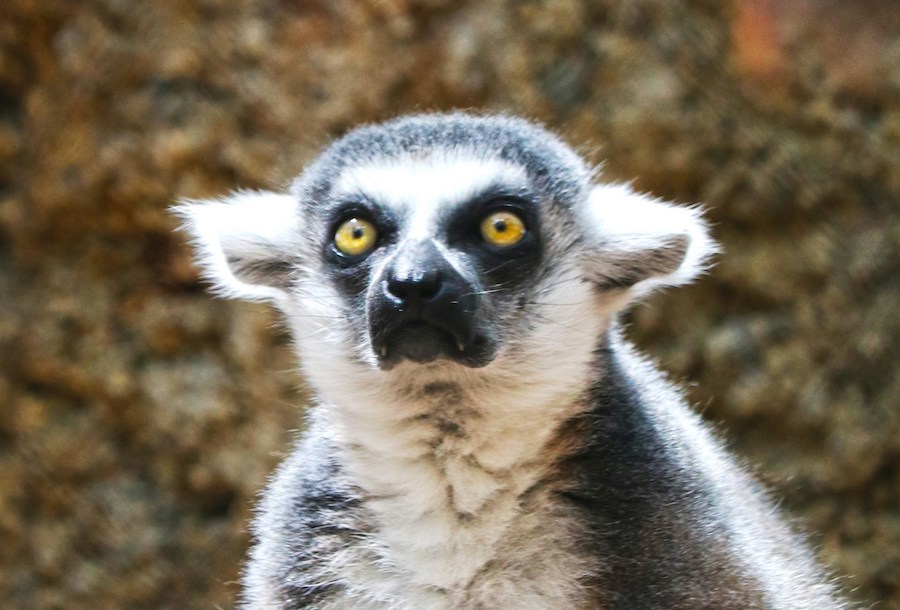 Your video call tile. You are a lemur.